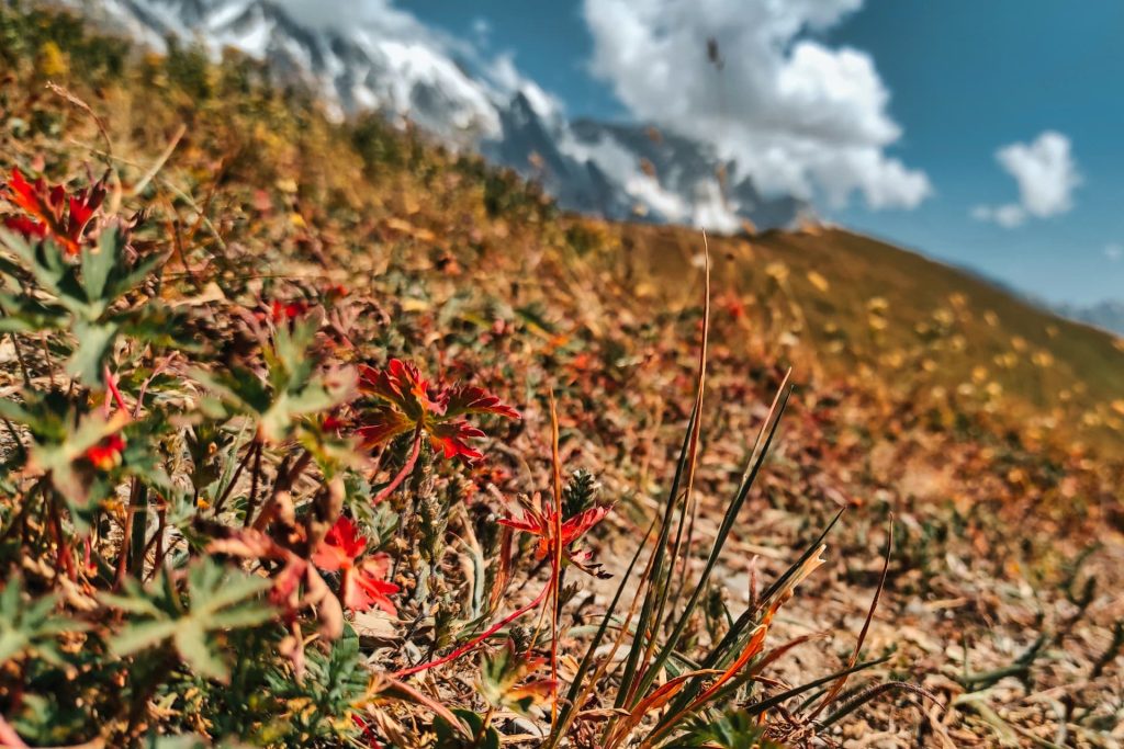 Red alpine plants beneath the Caucasus peaks in Svaneti, Georgia